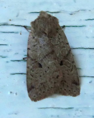 Agrochola laevis