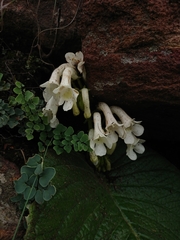 Streptocarpus vandeleurii