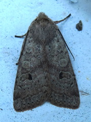 Agrochola laevis