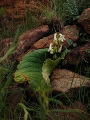 Streptocarpus vandeleurii