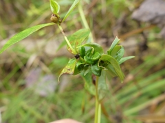 Dasineura lysimachiae