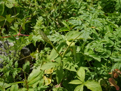 Arisaema jacquemontii