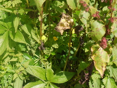 Arisaema jacquemontii