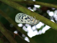 Copsyrna maculata