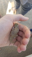 Phrynocephalus arabicus