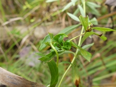 Dasineura lysimachiae