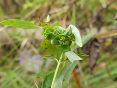 Dasineura lysimachiae