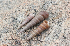 Turritella terebra