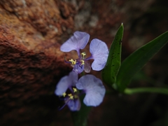 Commelina livingstonii