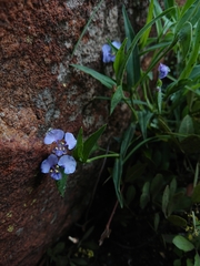 Commelina livingstonii