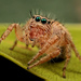 Brown Hyllus Jumping Spider - Photo (c) Wynand Uys, some rights reserved (CC BY), uploaded by Wynand Uys