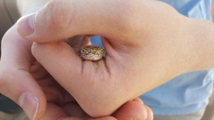 Phrynocephalus arabicus