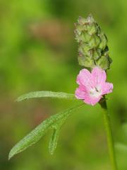 Sidalcea ranunculacea