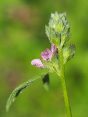Sidalcea ranunculacea