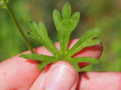 Sidalcea ranunculacea
