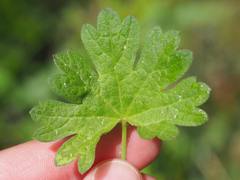 Sidalcea ranunculacea