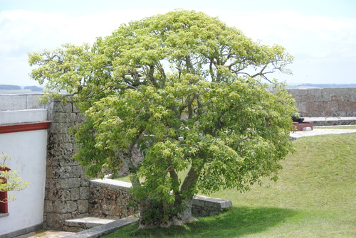 Phytolacca dioica