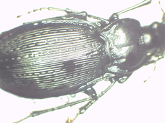 Carabus goryi
