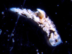 Murphydoris puncticulata