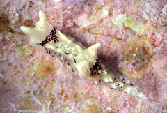 Murphydoris puncticulata