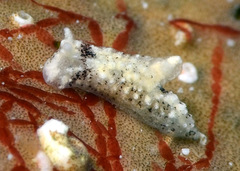 Murphydoris puncticulata