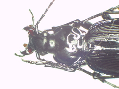 Carabus goryi