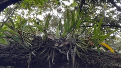 Prosthechea ochracea