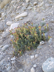 Scutellaria mesostegia