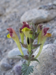 Scutellaria mesostegia