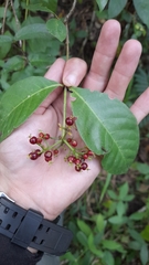 Psychotria horizontalis