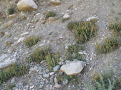 Scutellaria mesostegia