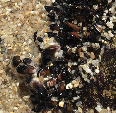 Semimytilus patagonicus