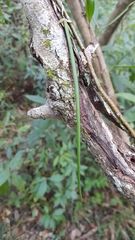 Brassavola nodosa