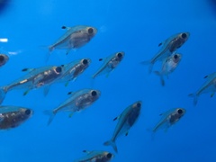 Pristella maxillaris