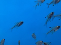 Pristella maxillaris