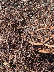 Eriogonum rixfordii