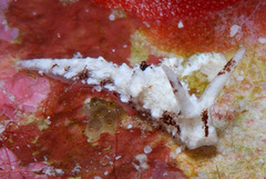 Murphydoris puncticulata