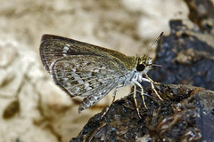 Aeromachus