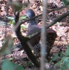 Crypturellus tataupa