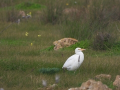 Bubulcus ibis