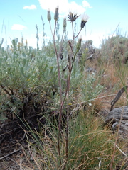 Crepis atribarba