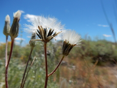 Crepis atribarba