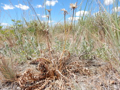 Crepis atribarba