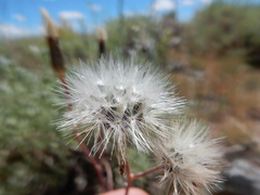 Crepis atribarba