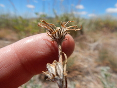 Crepis atribarba