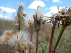 Crepis atribarba