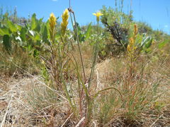 Crepis atribarba