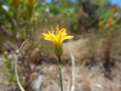 Crepis atribarba