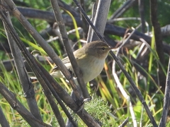 Phylloscopus collybita