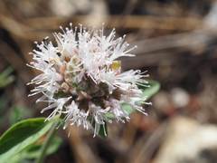 Monardella odoratissima pallida
